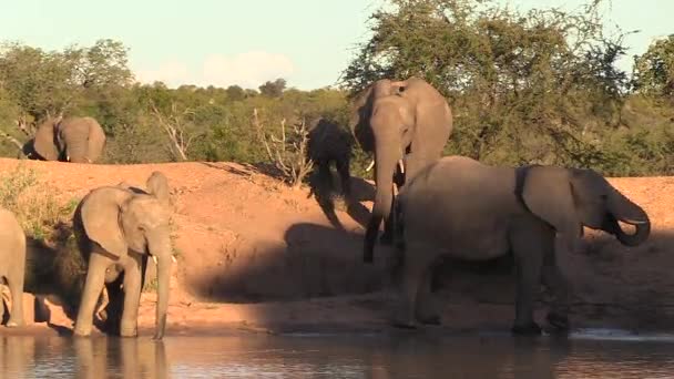 Group Elephants Drink Waterhole Golden Hour South Africa — Stok Video