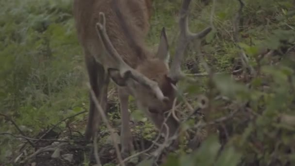 Deer Long Horns Grazing Forests Scotland Wild Animal Living Natural — 图库视频影像