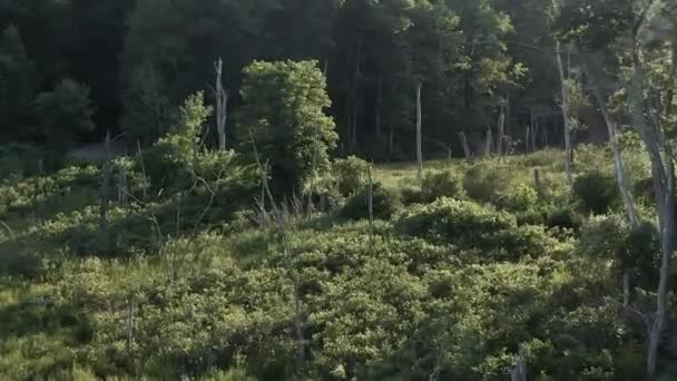 Beautiful Morning View Green Trees Plants State Forest Glastonbury Connecticut — Stock video