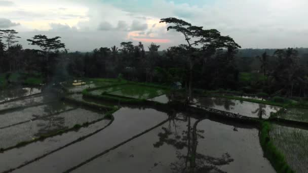 Beautiful Aerial Drone View Typical Rice Fields Flooded Water Bali — Stockvideo