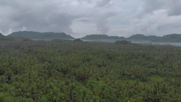 Aerial Drone Shot Stunning Dense Palm Tree Green Forest Tropical — Stockvideo