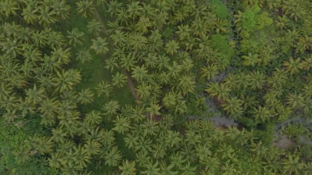 Cenital Aerial Drone View Dense Palm Tree Forest Paradise Tropical — Wideo stockowe