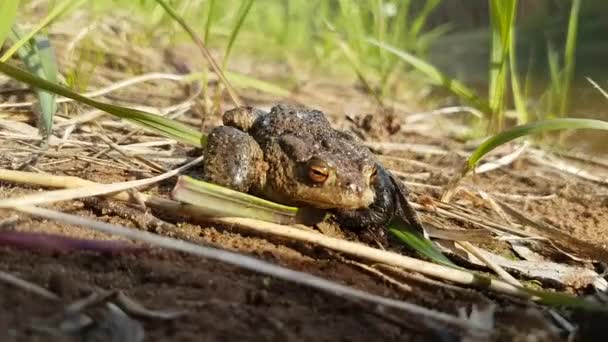 Common Toad Bufo Bufo Enjoying Sun Next River Bank — Stok video