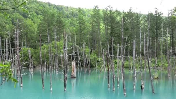 Shirogane Blue Pond Japan Famous Tourist Destination Static Shot — Video Stock