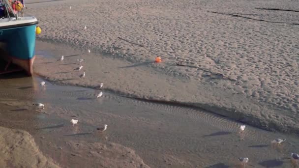 Flock Seagulls Foraging Feeding Harbor Lowtide Ives Sunny Day Cornwall — Stock video