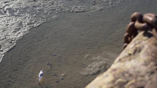Seagulls Eating Small Dead Fish Shallow Coastal Area Ives Cornwall — Vídeos de Stock