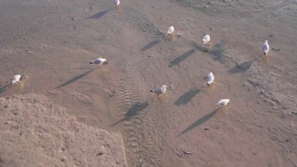 Adorable Seagulls Feeding Wet Sand Ives England Close — Vídeos de Stock