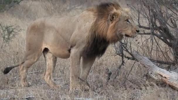 Male Lion Watches His Prey Settles Bush — Vídeo de Stock