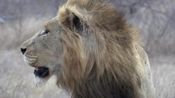 Close Male Lion His Mouth Agape Surveying Land Prey — Stockvideo