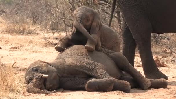 Cute Funny Scene Baby Elephant Jumps Young Sleeping Elephant Trying — Wideo stockowe