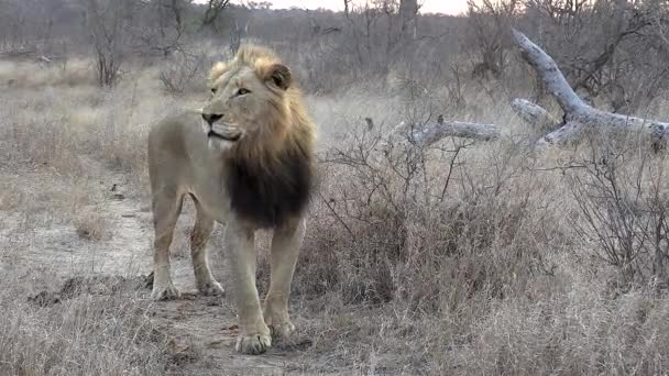 Full Body Shot Male Lion Surveying His Surroundings — Stock video