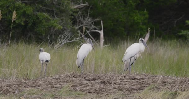 Wood Stork Birds Group — Αρχείο Βίντεο