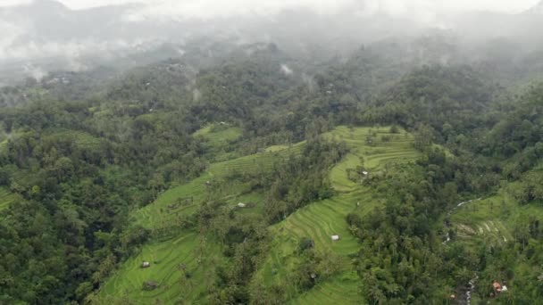Wide Drone Circular Pan Tropical Rice Fields Lush Green — Vídeos de Stock