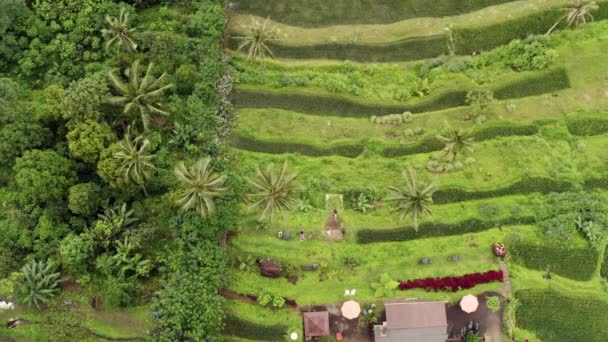 Woman Large Tree Swing Tropical Rice Field — 图库视频影像