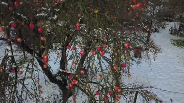 Красные Яблоки Остались Дереве Первого Попадания Снега — стоковое видео