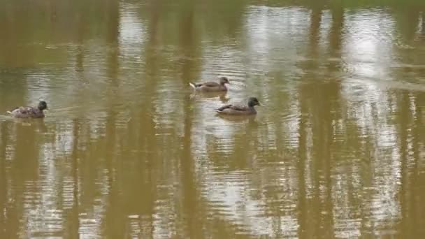 Familia Patos Está Nadando Río Ciudad Fangosa — Vídeos de Stock