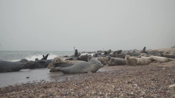 Herd Young Adult Seals Lying Moving Sandy Beach Shore Sea — Video Stock