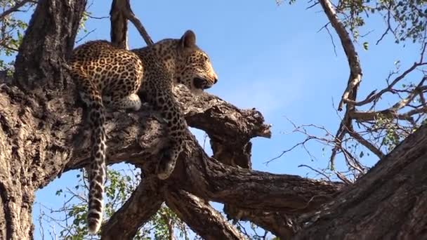 Leopard Surveys Surroundings Tree Branch Blue Sky Background — ストック動画