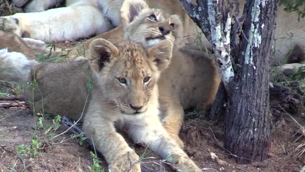 Close View Cute Lion Cubs Lying Tree Next Female Adult — Vídeo de stock