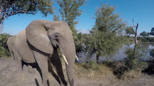 Унікальні Інтимні Кадри Родини Слонів Які Повільно Проходять Повз Гоо — стокове відео