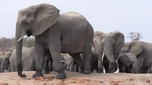 Herd African Elephants Gather Close Waterhole — Stok video