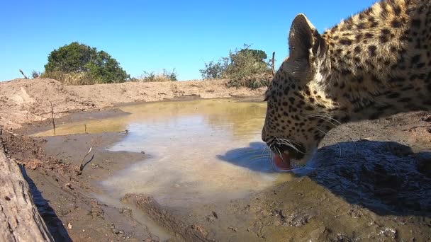 Unique Gopro Footage Leopard Drinking Water Wild — Vídeo de Stock