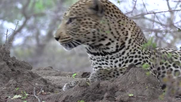 Close Large Male Leopard Dirt Ground Turning Look — Video Stock