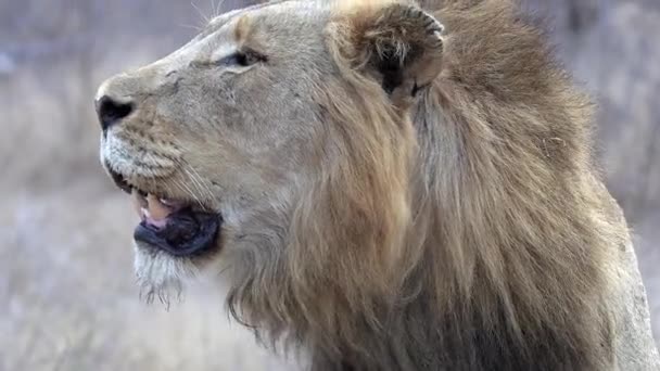 Side Close Face Male Lion Surveying Surroundings Shallow Dof — Vídeos de Stock