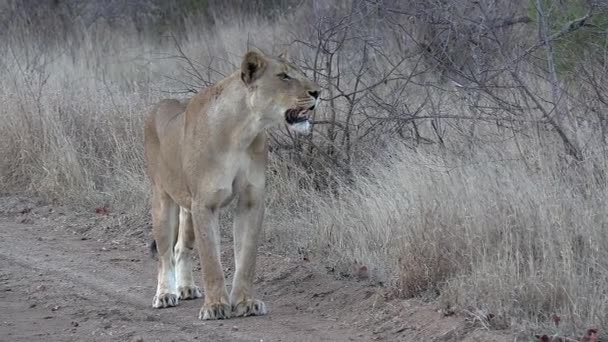 Lioness Watches Surroundings While Standing Tall Grass Close View — Wideo stockowe