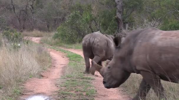 Close View Two Rhinos Walking Dirt Road Bushland — 图库视频影像