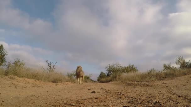 Male Lion Walks Gopro Ground Dirt Road Africa — Stockvideo
