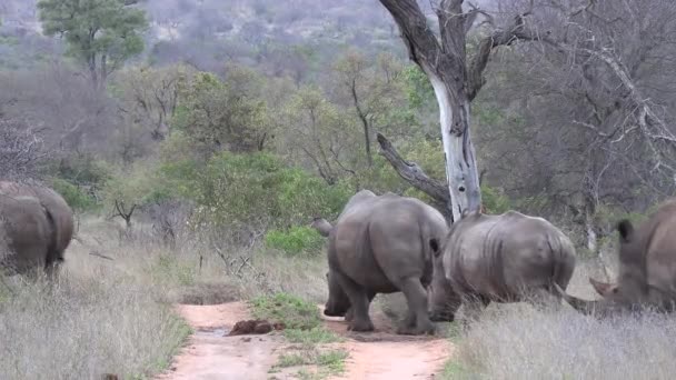 Group Rhinos Walk Slowly Dirt Road South African Bushland — Video Stock