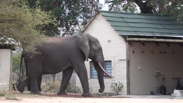 Touro Elefante Solitário Com Grandes Presas Caminha Pela Casa Pequena — Vídeo de Stock