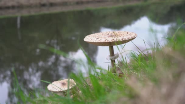 Macrolepiota Procera Mushroom Green Grass Autumn Water Background Fungus Bokeh — стоковое видео