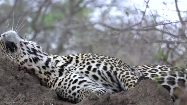 Sleepy Leopard Being Bothered Flies — стоковое видео