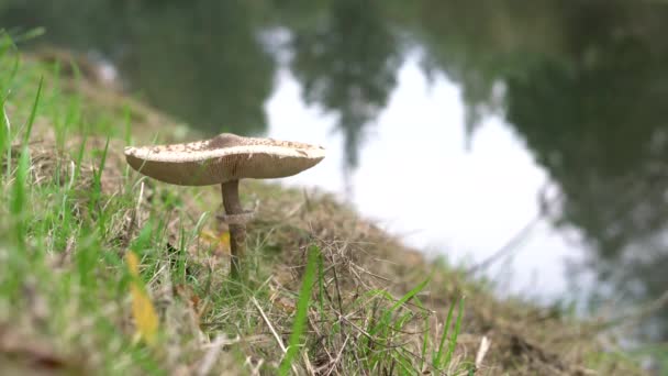 Macrolepiota Procera Mushroom Green Grass Autumn Water Background — 图库视频影像