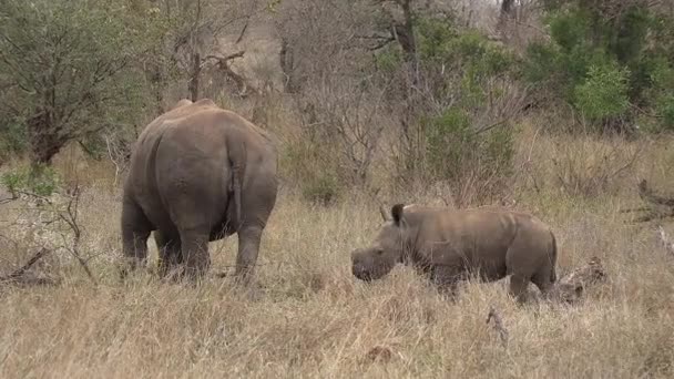 Young Rhino Grazing Tall Dry Grass Its Mother — ストック動画