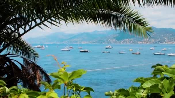 Boats Yachts Seen Vegetation Palms Plants Mountains Back Shot Portofino — ストック動画