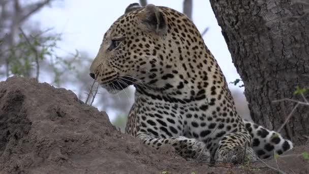 Close Leopard Hears Something Sits Looks — Video Stock