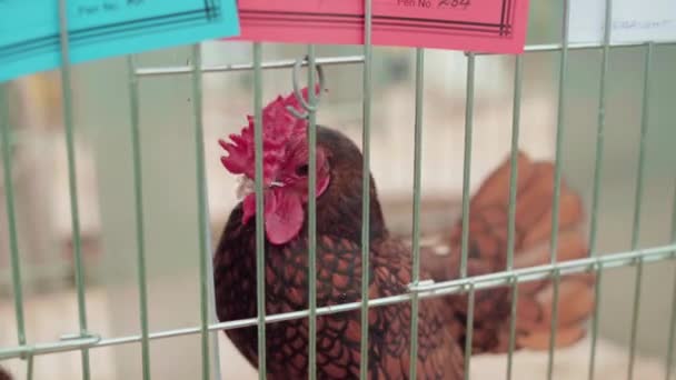 Sebright Chicken Cage Agricultural Show Cornwall Inglaterra Reino Unido Tiro — Vídeo de Stock