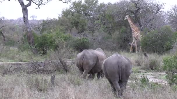 African Wildlife Scene Rhino Grazing Giraffe Walks Background — Αρχείο Βίντεο