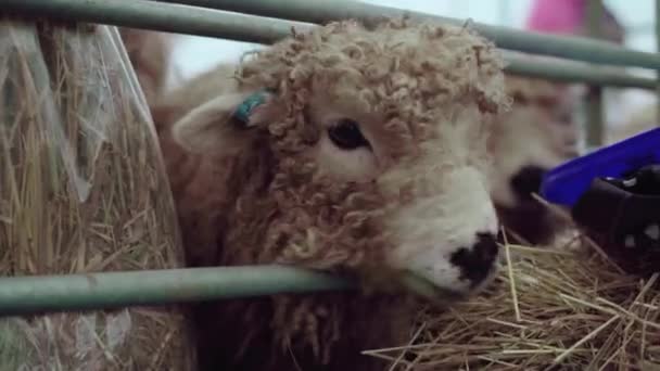 Greyface Dartmoor Owiec Próbuje Wydostać Się Klatki Podczas Wystawy Rolniczej — Wideo stockowe
