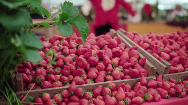 Freshly Picked Strawberries Display Fruit Stall Royal Cornwall Show England — Vídeo de Stock