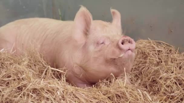 Large White Pig Sniffing Fresh Air While Lying Hay Agricultural — Video