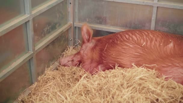 Duroc Pig Sleeping Hays Pigsty Agricultural Show Cornwall England Egyesült — Stock videók