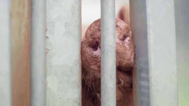 Poor Pig Stuck Dirty Snout Trying Escape Steel Cage Agricultural — Video Stock