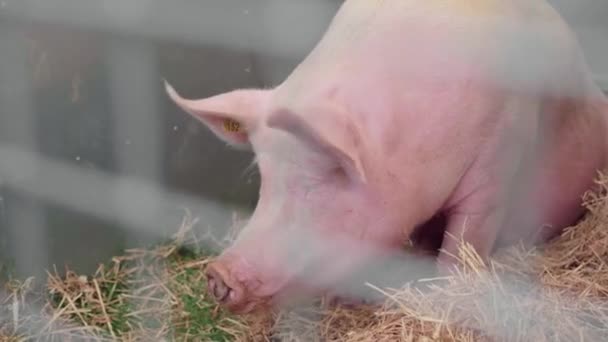 Porco Branco Yorkshire Descansando Sozinho Dentro Sua Gaiola Com Feno — Vídeo de Stock