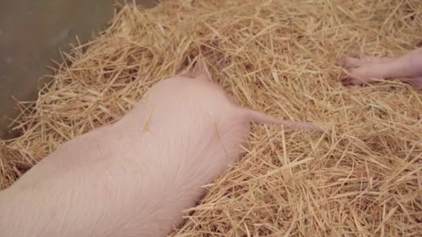 Happy Pink Piggy Wagging Tail While Laying Hay Close — Vídeos de Stock