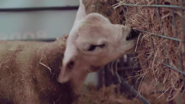 Texel Sheep Cage Eating Hay Wire Mesh Fence Cornwall England — Video
