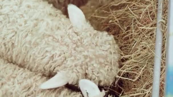 Junge Graugesicht Dartmoor Schafe Mit Dickem Weißen Vlies Fressen Heu — Stockvideo